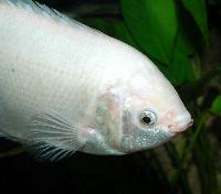 Helostoma temminckii