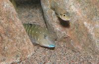 Tanganicodus irascae + Lamprologus ocellatus