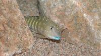 Tanganicodus irascae
