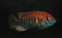 Haplochromis nyererei