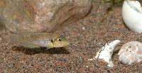 Lamprologus ocellatus