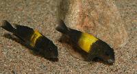 Tropheus sp. "black", Kiriza