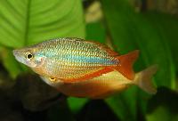 Melanotaenia trifasciata