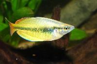 Melanotaenia trifasciata???