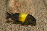Tropheus sp. "black", Kiriza
