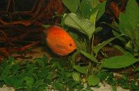 Symphysodon sp. "red", Marlboro red