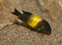 Tropheus sp. "black", Kiriza