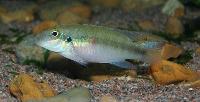 Pelvicachromis humilis "red spot liberia"
