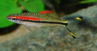 Sahyadria denisonii