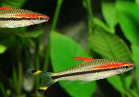 Sahyadria denisonii