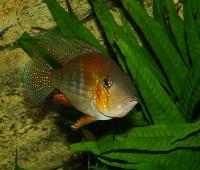 Acarichthys heckelli
