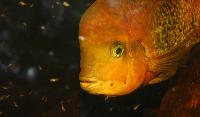 Vieja synspila