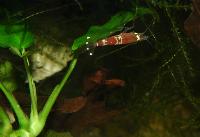 Caridina sp. "crystal red"