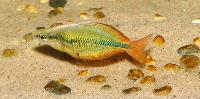 Melanotaenia trifasciata