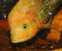 Vieja synspila