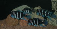 Cyphotilapia frontosa