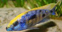 Otopharynx lithobates, Zimbawe Rock