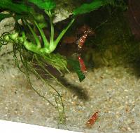 Caridina sp. "crystal red"
