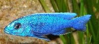 Sciaenochromis fryeri