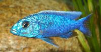 Sciaenochromis fryeri