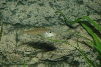Xenotilapia flavipinnis