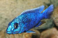 Sciaenochromis fryeri