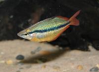 Melanotaenia trifasciata