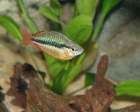 Melanotaenia trifasciata
