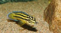 Julidochromis marksmithi