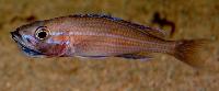 Paracyprichromis nigripinnis