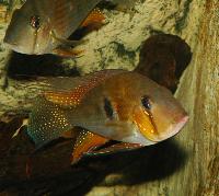 Acarichthys heckelli