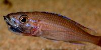 Paracyprichromis nigripinnis