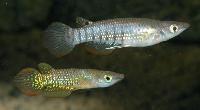 Aplocheilus lineatus