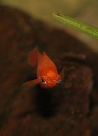 Xiphophorus hellerii, röd