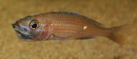 Paracyprichromis nigripinnis