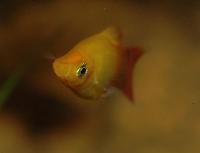 Xiphophorus maculatus