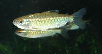 Arnoldichthys spilopterus