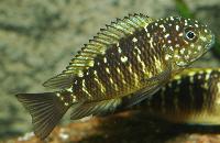 Tropheus moorii, Lusingu
