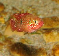 Rubricatochromis lifalili
