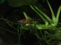 Caridina sp. "crystal red"