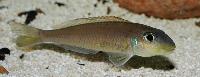 Xenotilapia flavipinnis