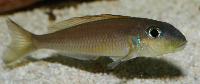 Xenotilapia flavipinnis