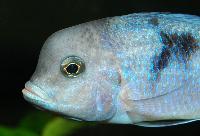 Cyrtocara moorii