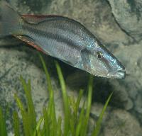 Dimidiochromis compressiceps