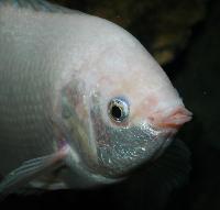 Helostoma temminckii
