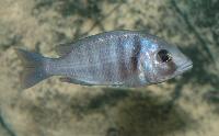 Placidochromis sp. "phenochilus tanzania", Lupingu