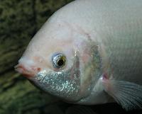 Helostoma temminckii