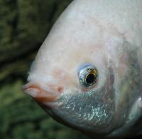 Helostoma temminckii