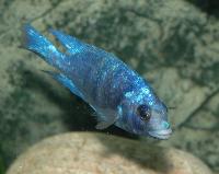 Placidochromis sp. "phenochilus tanzania", Lupingu