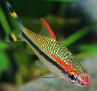 Sahyadria denisonii